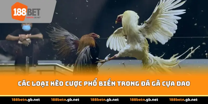 Các loại kèo cược phổ biến trong đá gà cựa dao